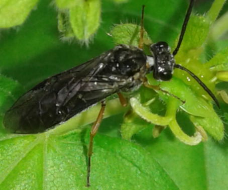 Tenthredinidae 1 da ID